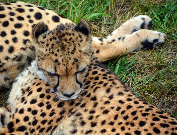 Cheetah Ist Ein Großformatiger Katzentier Der Den Größten Teil Afrikas — Stockfoto