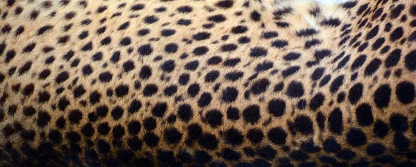 Ghepardul Este Felină Dimensiuni Mari Care Locuiește Cea Mai Mare — Fotografie, imagine de stoc