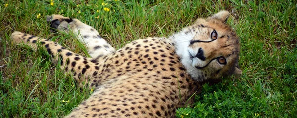 Cheetah Ist Ein Großformatiger Katzentier Der Den Größten Teil Afrikas — Stockfoto