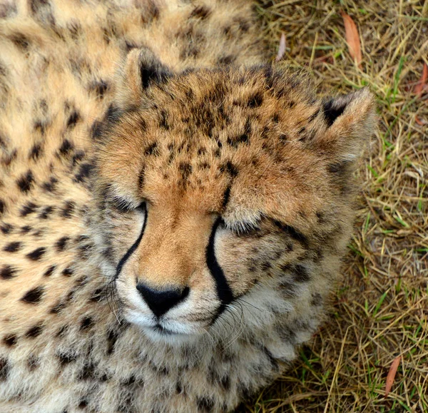 Cheetah Large Sized Feline Inhabiting Most Africa Part Middle East — Stock Photo, Image