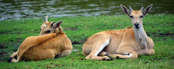 常见的羚羊 Common Elands 也被称为南部羚羊 Southern Eland或Eland Antelope 是一种生活在非洲东部和南部的草原羚羊和平原羚羊 — 图库照片