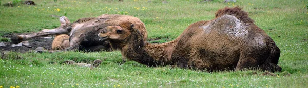 Kamelen Hovdjur Inom Släktet Camelus Med Distinkta Fettdepåer Som Kallas — Stockfoto