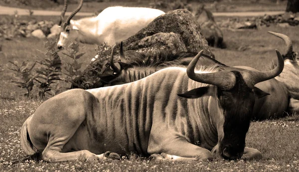 Wildebeest Neboli Wildebai Také Nazývaný Gnu Antilopa Rodu Connochaetes Kopytník — Stock fotografie