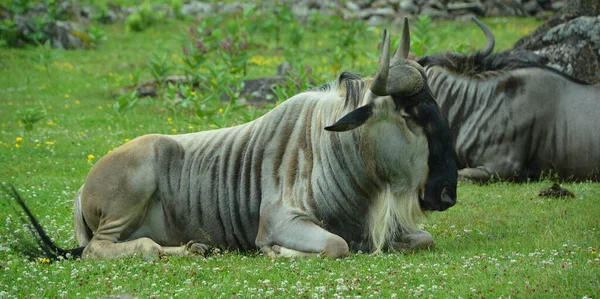 Wildebeest Neboli Wildebai Také Nazývaný Gnu Antilopa Rodu Connochaetes Kopytník — Stock fotografie