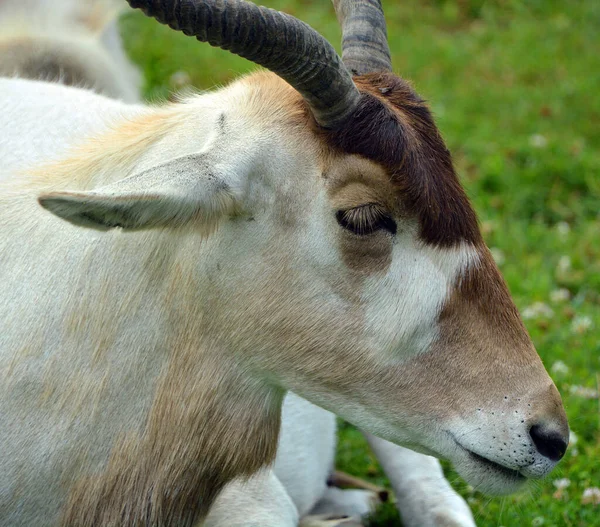 Addax Även Känd Som Den Vita Antilopen Och Screwhorn Antilope — Stockfoto