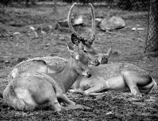 Cerfs Couchés Reposant Sur Sol — Photo