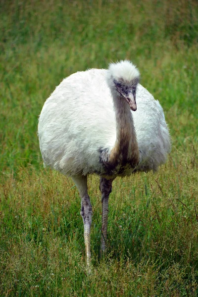 Större Rea Rhea Americana Flyglös Fågel Som Finns Östra Sydamerika — Stockfoto