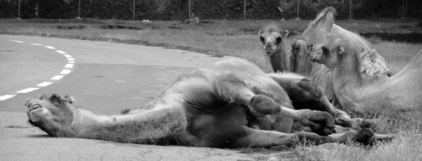 Kamel Ist Ein Huftier Der Gattung Camelus Das Auf Seinem — Stockfoto