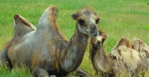 Teve Egy Patás Camelus Nemzetségben Jellegzetes Zsírlerakódásokkal Hátán Púpokkal Két — Stock Fotó