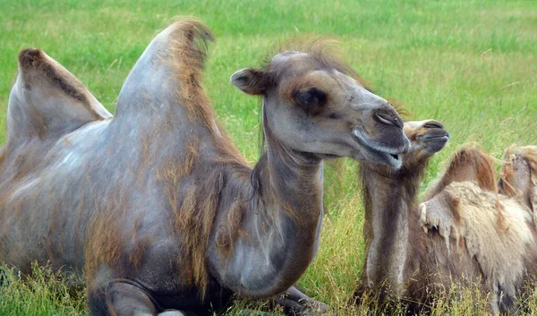 Cammello Ungulato Appartenente Genere Camelus Che Porta Sulla Schiena Depositi — Foto Stock