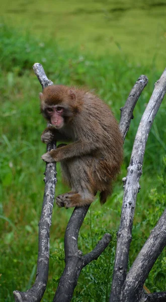 Japoński Macaca Fuscata Znany Również Jako Małpa Śnieżna Jest Naziemnym — Zdjęcie stockowe