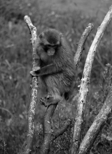 Der Japanische Makakenaffe Macaca Fuscata Auch Als Schneemaffe Bekannt Ist — Stockfoto