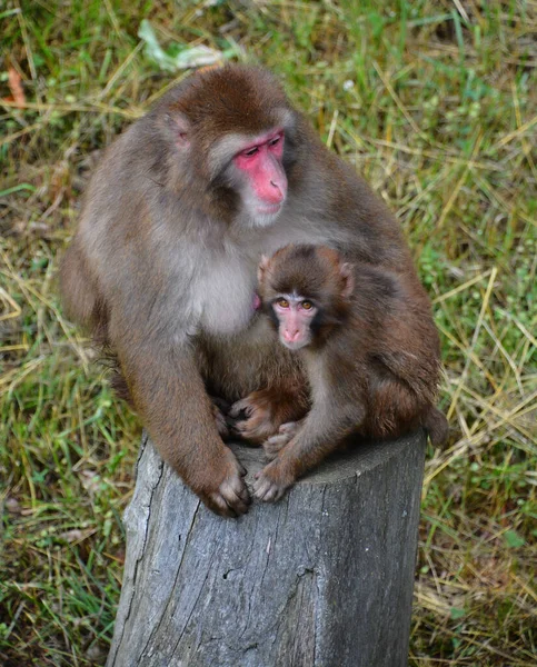 Monyet Jepang Macaca Fuscata Juga Dikenal Sebagai Monyet Salju Adalah — Stok Foto