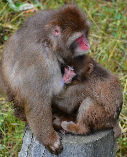 Japoński Macaca Fuscata Znany Również Jako Małpa Śnieżna Jest Naziemnym — Zdjęcie stockowe