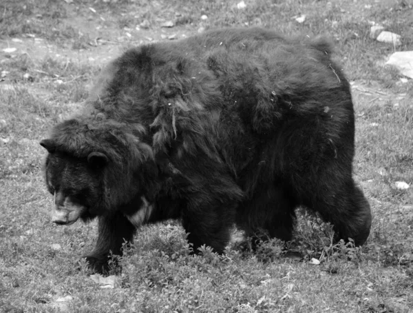 Urso Negro Americano Urso Tamanho Médio Nativo América Norte — Fotografia de Stock