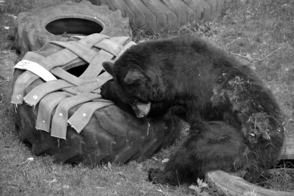 Der Amerikanische Schwarzbär Ist Ein Mittelgroßer Bär Aus Nordamerika — Stockfoto