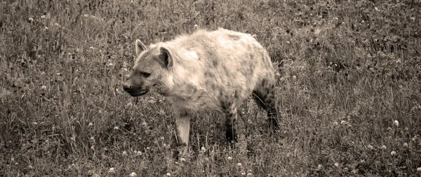 Spotted Hyena Crocuta Crocuta Även Känd Som Den Skrattande Hyena — Stockfoto