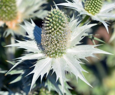 Devedikeni, genellikle Asteraceae familyasından, kenarlarında keskin dikenler bulunan yapraklarla karakterize edilen bir grup çiçeğin yaygın adıdır..