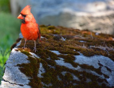 Kardinaller, Cardinalidae familyasından Kuzey ve Güney Amerika 'da bulunan göçmen kuşlardır. Ayrıca kardinal gagası ve kardinal kiraz kuşu olarak da bilinirler..