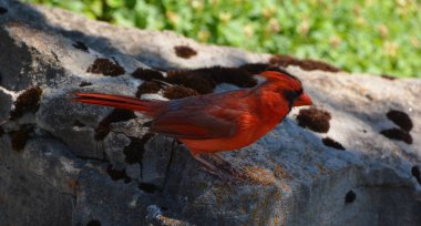 Kardinaller, Cardinalidae familyasından Kuzey ve Güney Amerika 'da bulunan göçmen kuşlardır. Ayrıca kardinal gagası ve kardinal kiraz kuşu olarak da bilinirler..