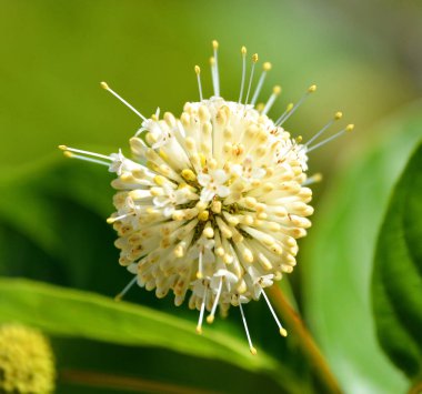 Doğu yakası, Kuzey Amerika 'nın doğusunda ve güneyinde bulunan Rubiaceae familyasından bir bitki türü.. 