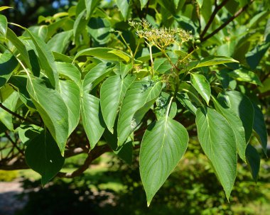 Büyük terk edilmiş köpek ağacı (
