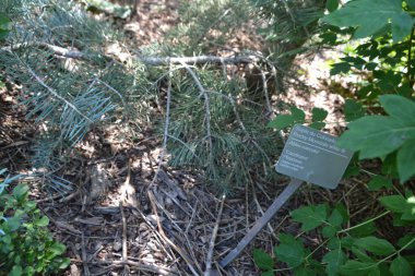 Güneşli ormanda yeşil bitki