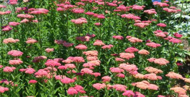 Achillea millefolium, Asteraceae familyasından bir bitki türü. Asya ve Avrupa 'da Kuzey Yarımküre' nin ılıman bölgelerinde bulunur.