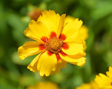 Bahçedeki güzel sarı çiçek