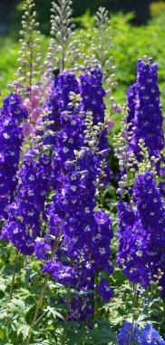 Delphinium, Ranunculaceae familyasından Kuzey Yarımküre 'de ve ayrıca tropikal Afrika' nın yüksek dağlarında yaşayan yaklaşık 300 tür bitkiden oluşan bir cinstir.. 
