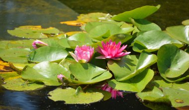 Nilüfer Tarlası. Nymphaeaceae çiçekli bir bitki ailesidir. Bu ailenin fertlerine genelde nilüferler denir.