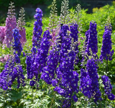 Delphinium, Ranunculaceae familyasından Kuzey Yarımküre 'de ve ayrıca tropikal Afrika' nın yüksek dağlarında yaşayan yaklaşık 300 tür bitkiden oluşan bir cinstir.. 