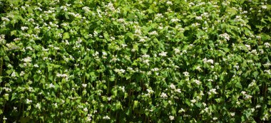 Yeşil bahçede güzel çiçekler