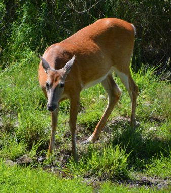 Geyikler Cervidae familyasını oluşturan geviş getiren memelilerdir. Cervidae familyasından beyaz kuyruklu geyik, Geyik, Geyik, Kızıl Geyik, Ren geyiği, Roe ve Chital türleri bulunur.. 