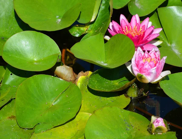 Nilüfer Çiçeği Nymphaeaceae Çiçekli Bir Bitki Ailesidir Ailenin Fertlerine Genelde — Stok fotoğraf