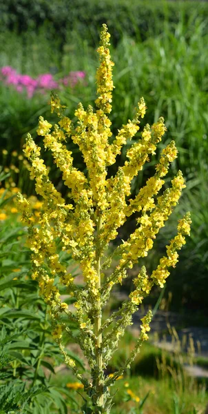 Olympic Mullein Scrophulariaceae Familyasından Bir Bitki Cinsidir — Stok fotoğraf
