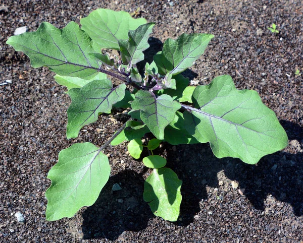 The potato plants are roots vegetable native to the Americas, a starchy tuber of the plant Solanum tuberosum, and the plant itself is a perennial in the nightshade family, Solanaceae