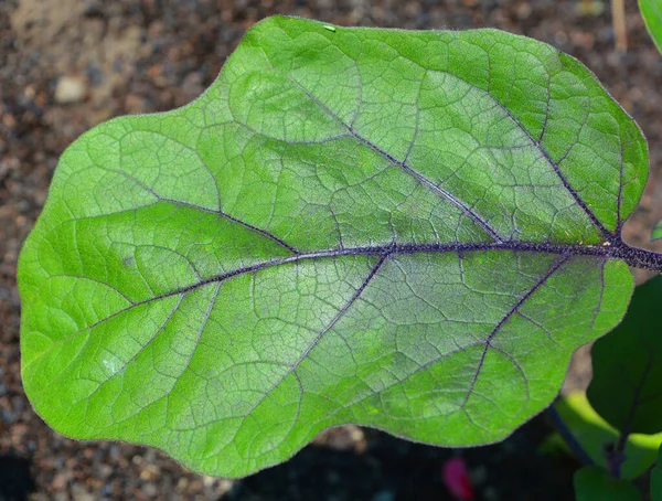 Melanzana Una Specie Vegetale Della Famiglia Delle Solanaceae Solanum Melongena — Foto Stock