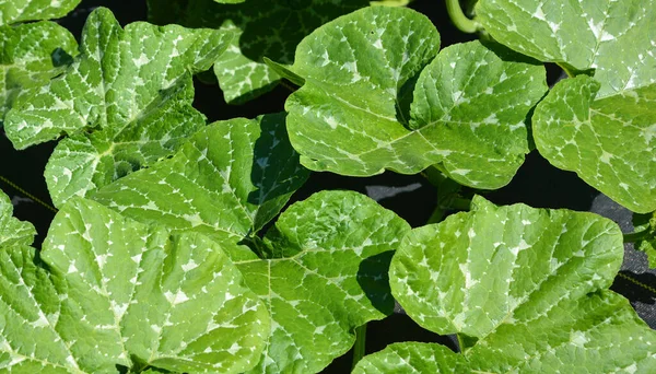 Foglie Fiori Zucca Burro Che Crescono Nel Giardino Verde — Foto Stock
