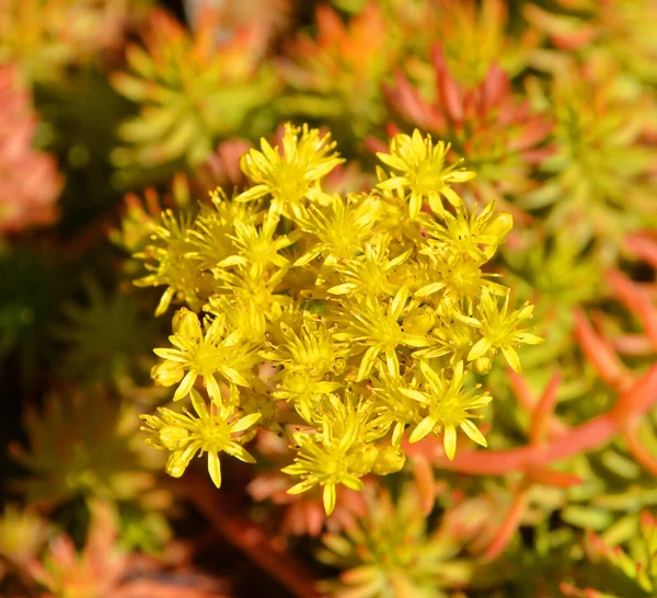 Petali Fiori Gialli Campo Naturale — Foto Stock