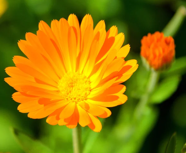 Blühen Gelbe Blumen Blütenblätter Der Natur Feld — Stockfoto