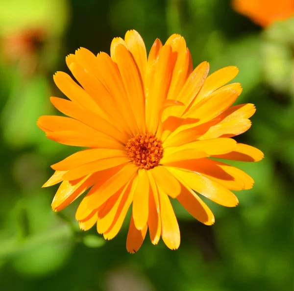 Gelbe Blume Grünen Garten — Stockfoto