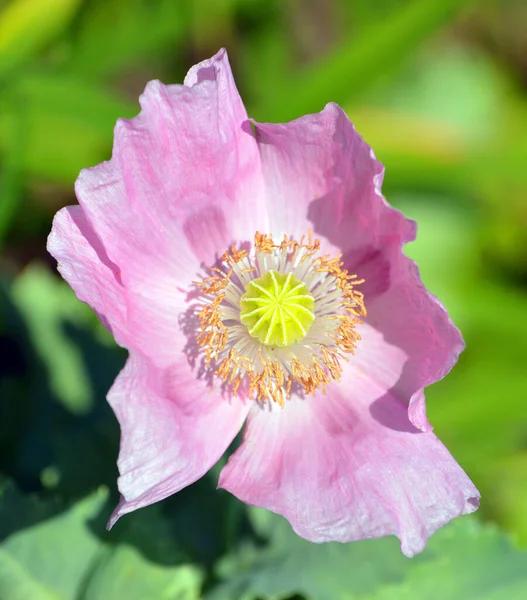 Makiem Jest Kwitnąca Lina Podrodzinie Papaveroideae Rodziny Papaveraceae Maki Roślinami — Zdjęcie stockowe