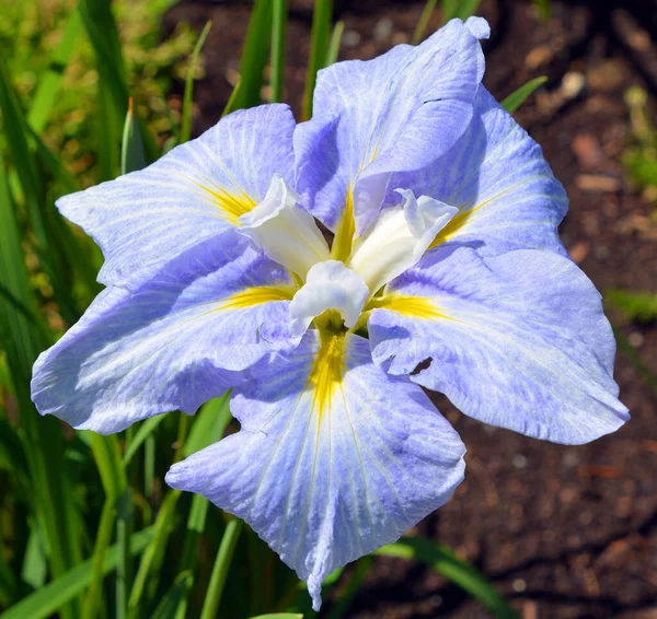 Daylilyは ヘメロカリス属の開花植物で その魅力的な花のために長い間繁殖したデイリリー種を持っています — ストック写真