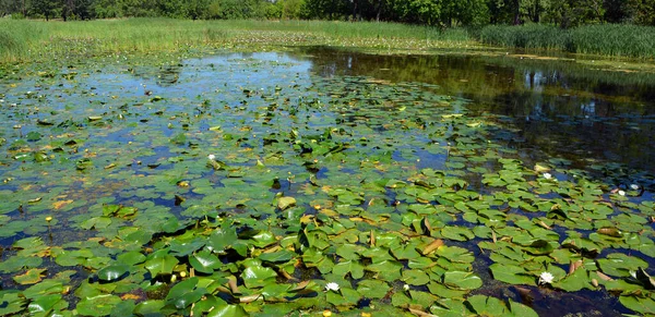 Flor Amarilla Nenuphar Lirio Agua Lago Hermosa Planta Acuática Flor — Foto de Stock