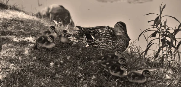 Familj Gräsänder Mor Och Far Anka Och Ankungar Simmar Vattnet — Stockfoto