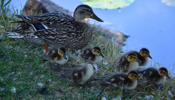 Familj Gräsänder Mor Och Far Anka Och Ankungar Simmar Vattnet — Stockfoto