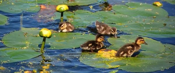 Das Gehen Auf Seerosen Lässt Babys Stockente Oder Wildente Anas — Stockfoto