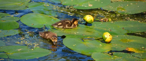 Das Gehen Auf Seerosen Lässt Babys Stockente Oder Wildente Anas — Stockfoto