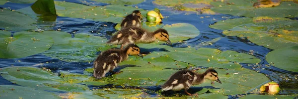 Das Gehen Auf Seerosen Lässt Babys Stockente Oder Wildente Anas — Stockfoto